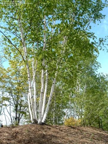 Village of Carol Stream Native Tree & Shrub Sale Pick Up Saturday, October 3,