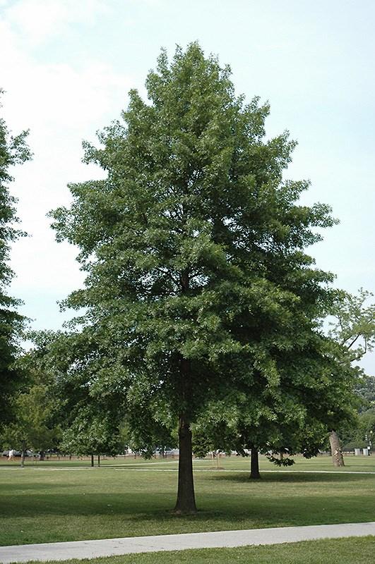 Chinquapin Oak (Quercus muehlenbergii) 50-80 ft. h 50-60 ft.