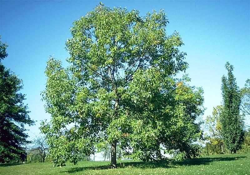 Pin Oak is pyramidal in shape. Red, yellow and orange fall color can be stunning.