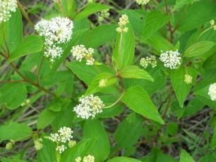 This low growing shrub has white flowers from June to early August.