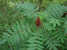 w The Smooth Sumac prefers well- drained soil in full to part shade.