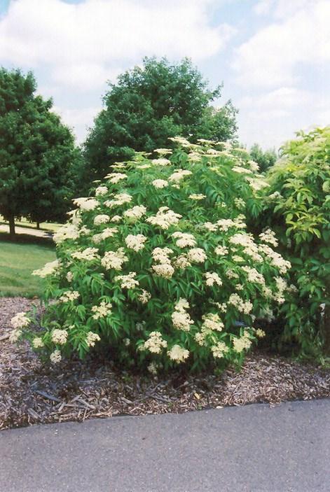 It prefers partial sun and has whitish-green flowers in the spring.