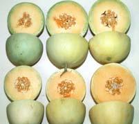 splits when cut; minimum commercial harvest maturity Class : Mature, Ripening Ground color white; begins to develop surface wax; pulp crisp, melon