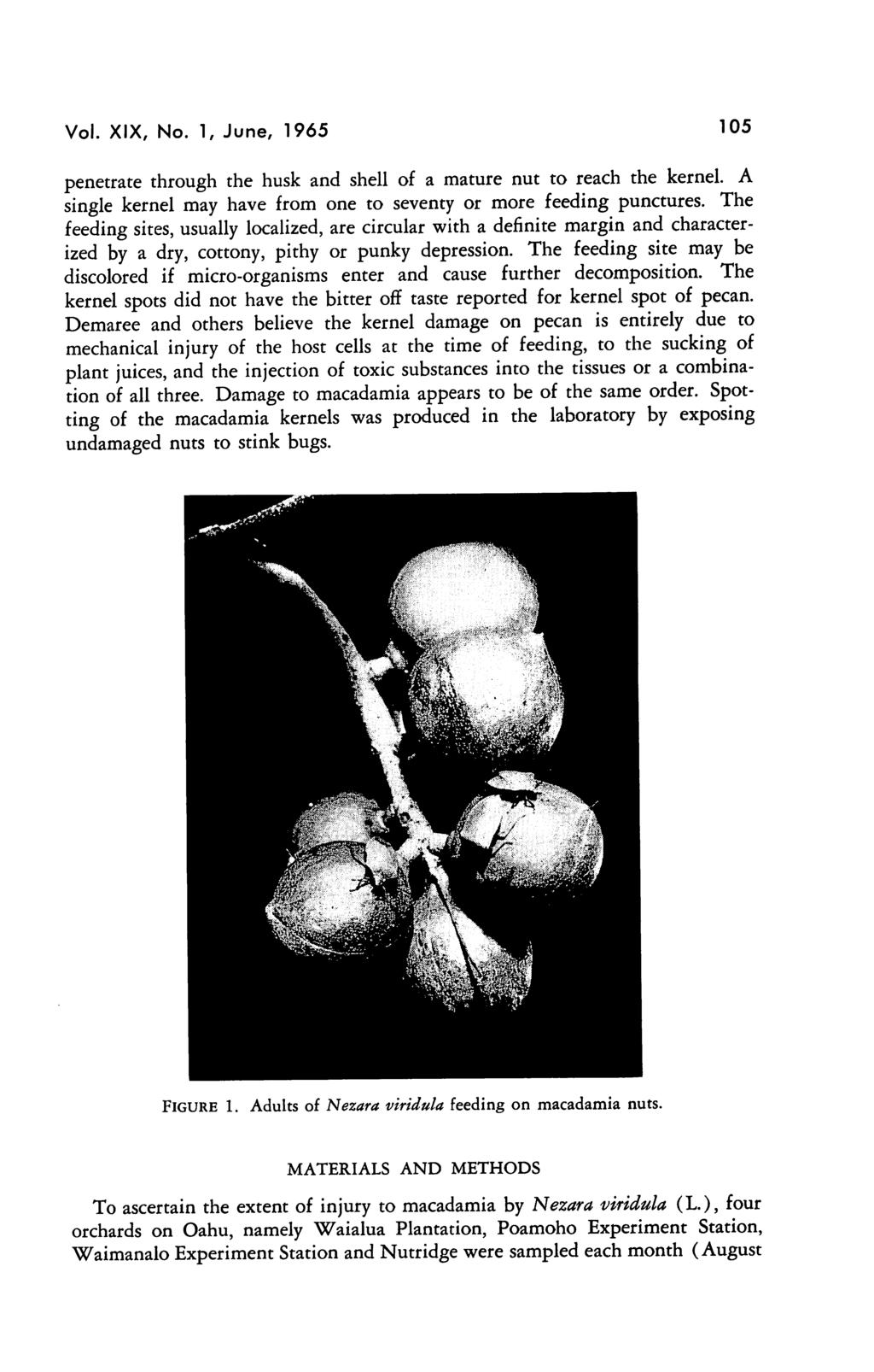 Vol. XIX, No. 1, June, 1965 105 penetrate through the husk and shell of a mature nut to reach the kernel. A single kernel may have from one to seventy or more feeding punctures.