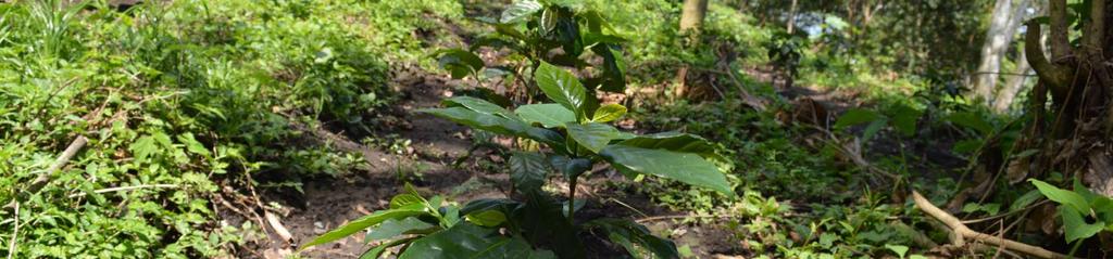 SUPPORT TO COFFEE GROWERS IN THE FIGHT AGAINST LEAF RUST: EL JABALÍ COOPERATIVE, EL SALVADOR By Alfredo Bolaños Strengthening and Development Manager - El Salvador, CLAC CLAC, in support of