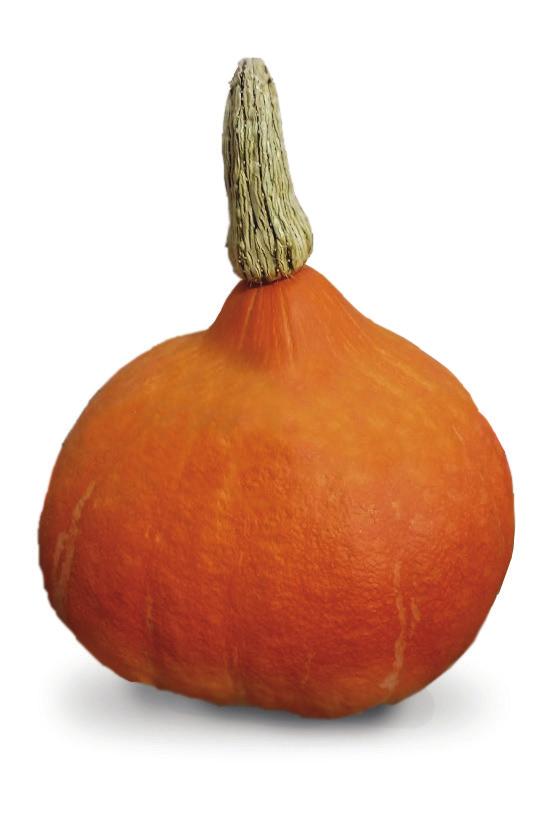 Red KURI Vivid reddish orange and teardrop-shaped Japanese winter squash variety Kuri is Japanese for chestnut Rich, buttery, savory flesh with mellow, nutty flavor Thin, edible skin