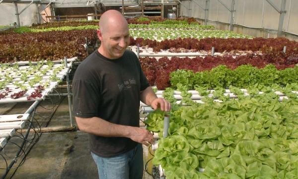 Joe Swartz tends to his lettuce in his