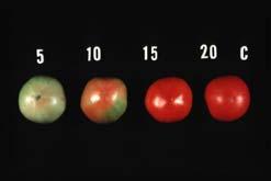 Avoid chilling temperatures for tomatoes F C Too low temperature (< C < F) Reduces flavor Reduces aroma volatiles Affects