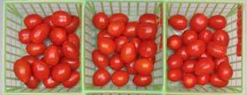 Firmness vs % weight loss Grape tomatoes and consequences of weight loss Newtons-force d C + d C y = -. x +. R =.