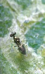 LEAFMINER PARASITOIDS The two main genus of leafminer parasitoids are Diglyphus and Opius. Both of which can be very common in the wild and are also mass-produced by some bio-control companies.
