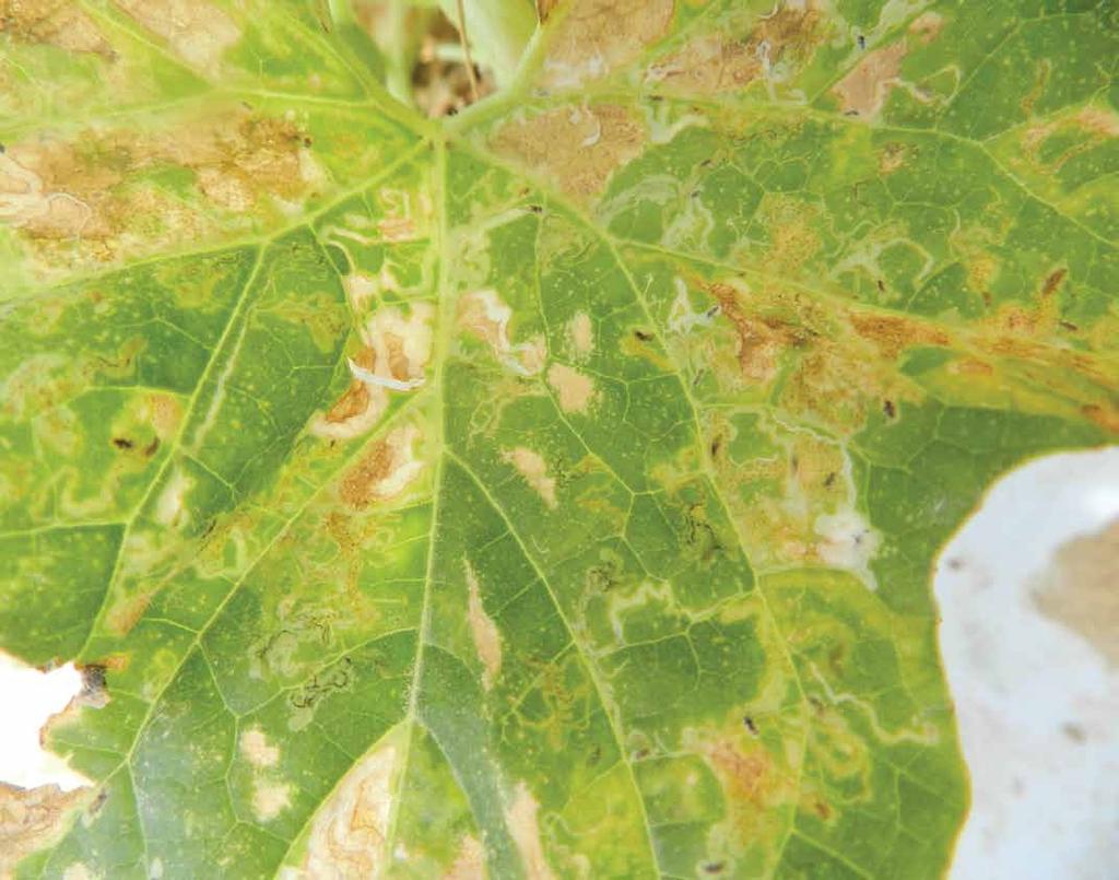 RISK ASSESMENT with chemicals alone and an IPM programme is essential: Leafminer is already resistant to a number of chemical pesticides.