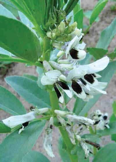 The old, badly damaged, broad bean trap plant or old crop waste (post harvest) could be placed into