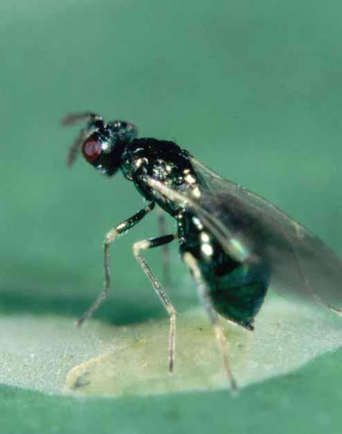 TIMING THE INTRODUCTION OF DIGLYPHUS It is possible to purchase a range of leafminer parasitoids from biological control companies but they tend to be very expensive.
