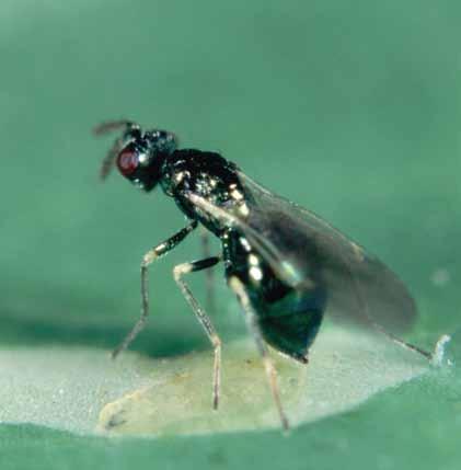 Of course the Diglyphus should not be applied to the crop, until there are at least a small number of leafminer mines in the leaf, because they need a leafminer larvae to reproduce.