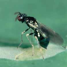 If a prophylactic preventative programme of bio-pesticides is used correctly there COMPATIBLE PESTICIDES from Diglyphus as a parasitic wasp against leafminer unless compatible fungicides and