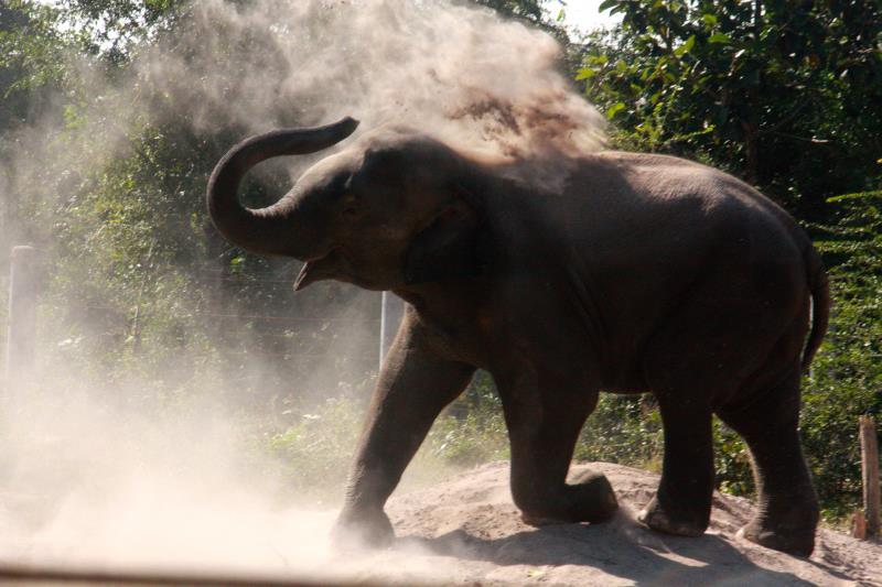 elephants and how best to care for them. WHAT HAPPENS WHEN I ARRIVE?