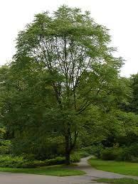 Kentucky Coffeetree (Gymnocladus dioicus) Hardiness Zone: 4-8 80 feet Recognized in summer by its huge compound leaves and in winter by its bold outline -- is present throughout much of Ohio, but is