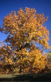 and Shagbark Hickory bark and fall color Brown, Yellow Full to partial sun 6-8
