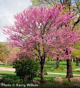 Eastern Redbud (Cercis Canadensis) Hardiness Zone: 5-8 20-30 feet Bright, magenta pink flowers in spring, produced in large quantity; yellow fall color; mildly shaggy bark