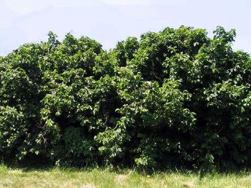 Hazelnut (Corylus avellana) Hardiness Zone: 4-9 15-18 feet Cooks love these easy-to-crack, small, sweet kernels.