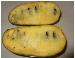 Fast Rounded to pyramidal; often multi-trunked Paw Paw form Alkaline Soil Sites Sites Wind Paw Paw fruit Shade