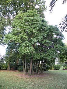 Sassafras (Sassafras albidum ) Hardiness Zone: 4-9 20-40 feet Sassafras is often grown as an ornamental tree for its unusual leaves and aromatic scent with three