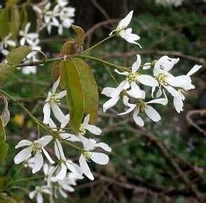 Shadblow Serviceberry (Amenlanchier Canadensis) Hardiness Zone: 3-7 10-20 feet White