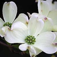 White Flowering Dogwood ( Cornus florida ) Hardiness Zone: 5-9 15-25 feet White, "flowers" (actually bracts) in spring; clusters of small red fruit in autumn; fall color is reddish purple.