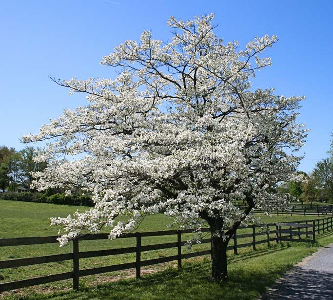 Although listed as hardy in zone 5, this tree may not perform well in the northern half of that zone, unless plants are selected from a northern seed source.