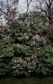 Common Lilac ( Syringa vulgaris ) Hardiness Zone: 3-7 8-15 feet Large, upright clusters of