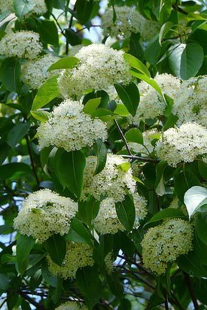 Nannyberry ( Viburnum lentago ) Hardiness Zone: 3-7 10-20 feet Beautiful, versatile shrub provides year round interest, from the showy white flower in May, to its burgundy color in autumn and