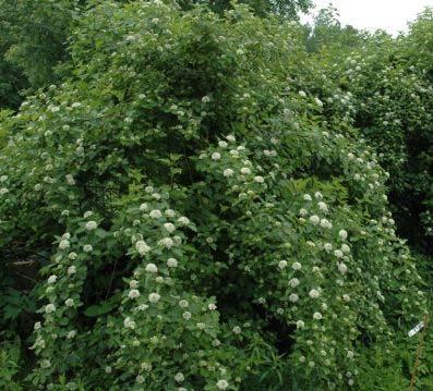 Ninebark ( Physocarpus opulifolius ) Hardiness Zone: 4-8 6-10 feet Upright, spreading branches with recurved edges.
