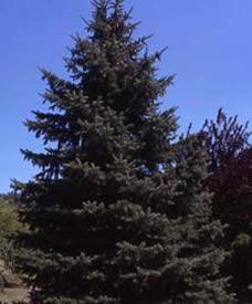 Blue Spruce (Picea pungens) Hardiness Zone: 3-7 30-60 feet Evergreen needles; dense habit.