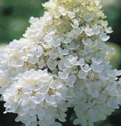 Pee Gee Hydrangea (hy-drain-jah) (Hydrangea paniculata ) Hardiness Zone: 4-8 10-15 feet Large pyramidal clusters of white flowers in summer; flower color changes to pinkish white in late summer and