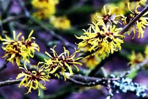 Common Witchhazel ( Hamamelis virginiana ) Hardiness Zone: 4-8 12-20 feet Fragrant yellow flowers with narrow petals, in autumn (October-November);