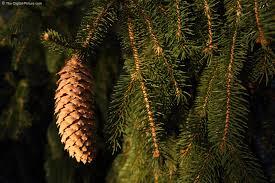 Alkaline Soil Sites Sites Norway Spruce form Shade Street Break Norway Spruce is often planted in a site that does not provide