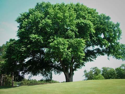 This tree can tolerate wet sites and a range of soil ph.