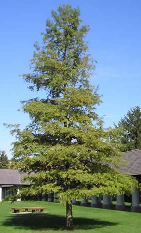Bald Cypress (Taxiodium distichum) Hardiness Zone: 4-9 70-100 feet Deciduous Conifer Easily grown in average, medium to wet, moisture