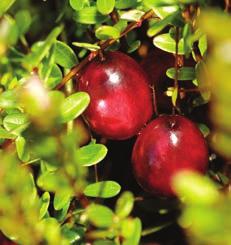 The first commercial harvest of cranberries took place in 86 in Cape Cod, a coastal region of Massachusetts. Tell students that cranberry farms have traditionally been family operations.
