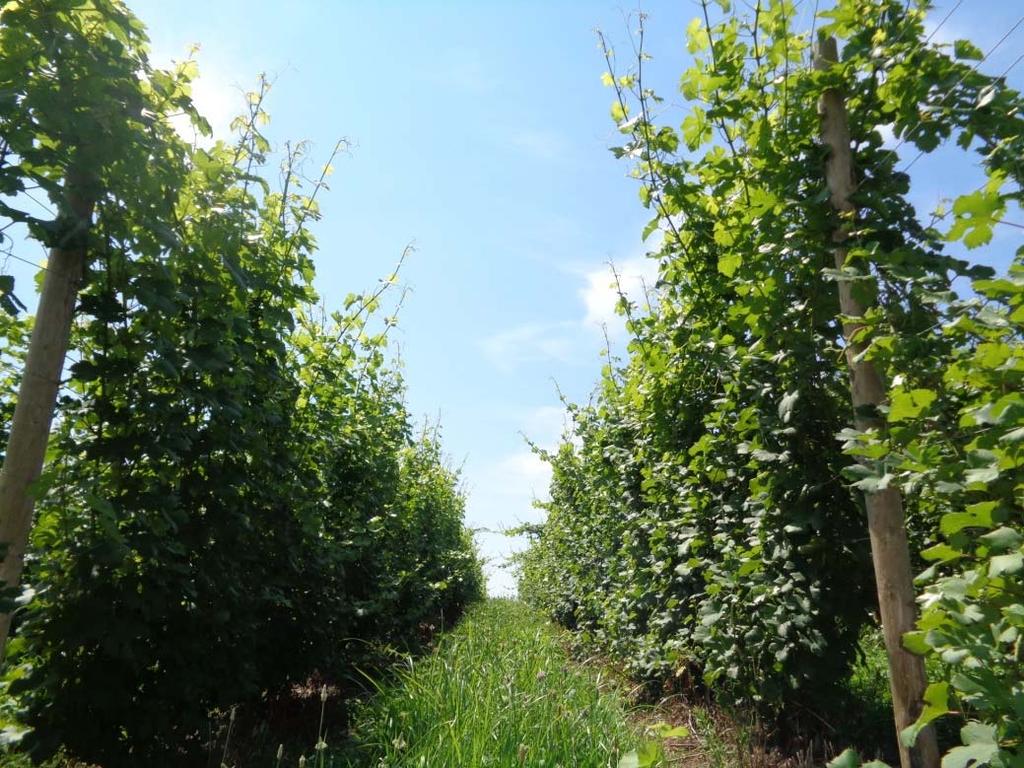 Figure 1. A Gruner Veltliner vineyard in Southwest Michigan. Vines were planted as dormant cuttings in June, 2013. Picture taken on July 28, 2015.