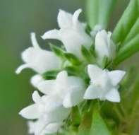 4-lobed flower, white,