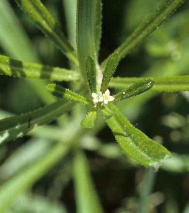 Cleavers [stickywilly] Galium
