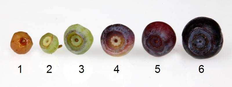 Rabbiteye and lowbush blueberries are also largely self-infertile and therefore cross pollination is required for the good fruit set and berry size.