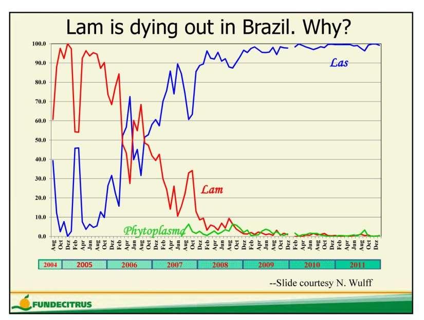 The Brazilian Lam strain has not been well established in citrus and has
