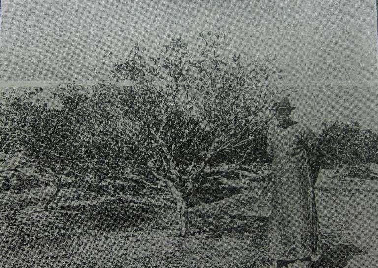 Citrus HLB in Guangdong in 1930