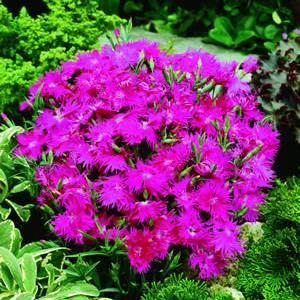 Dianthus Supra Purple Grows 12 inches tall, spread 10 inches Will flower all summer