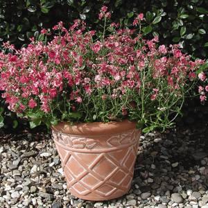 Diascia Diamonte Coral Rose Grows 10 inches tall, spread 18 inches Blooms all summer, early