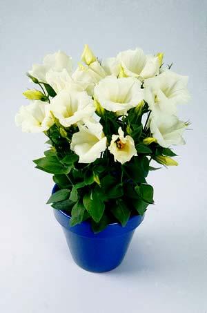 Eustoma Forever White 21/2 inch ivory-white blooms cover plant Grows 12