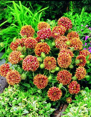 Gaillardia pulchella Sundance Bicolor Blooms globe shaped, mahogany red and yellow Blooms can cover plant Grows 15