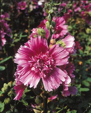 Hollyhock Queeny Purple First purple hollyhock Frilly edged purple blooms, 3 to 4 inches across Blooms